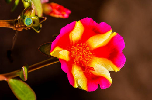 A flower with a yellow center and pink petals. The flower is in the middle of a stem.jpg