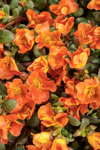 portulaca mojave tangerine tag.jpg