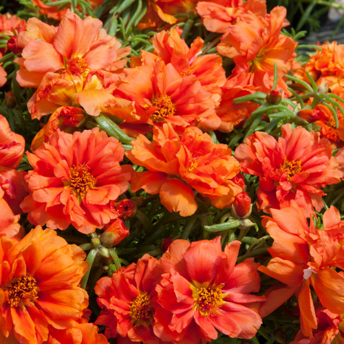 Sundance Orange Portulaca.jpg