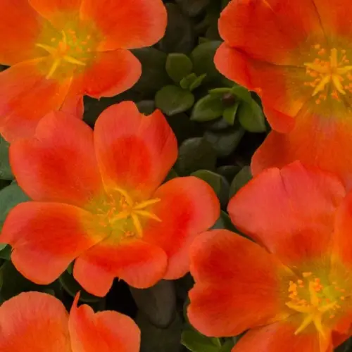 orange portulaca 29069039304746 grande.webp