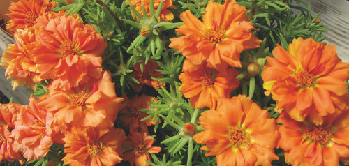 portulaca stopwatch orange.jpg