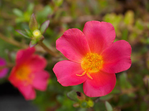 nature, plants, pink, pink flowers, green, growing, summer flowers, background, beautiful, wildflowe.jpg