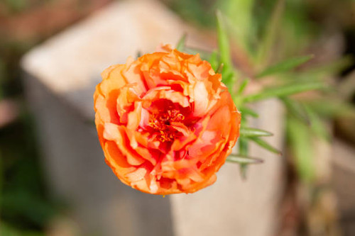 Flower Portulaca oleracea.jpg