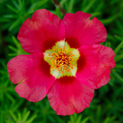Portulaca oleracea flowers photographed close-up. Ornamental vegetation in the garden..jpg