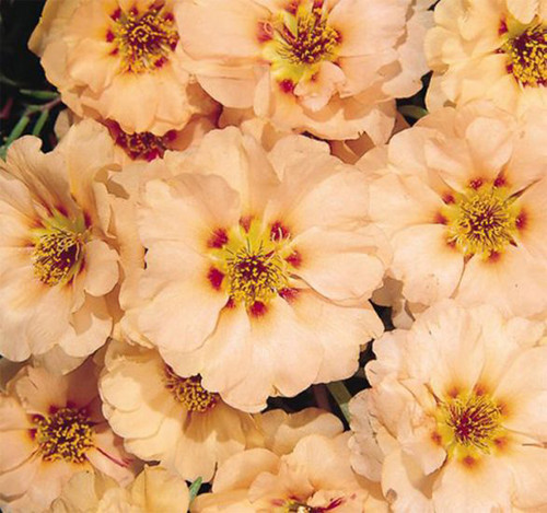 Portulaca Sundial Mango.jpg