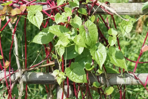 malabar spinach growing guide 5219861 hero dd2b99c4d87246c787fcfbfc34ee2eba.webp