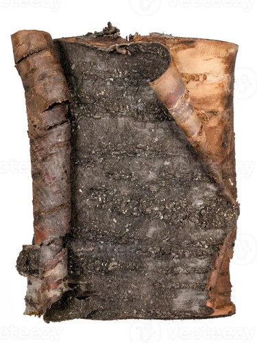 dark tree bark curling up at the ends as a blackboard with copy space photo.jpg