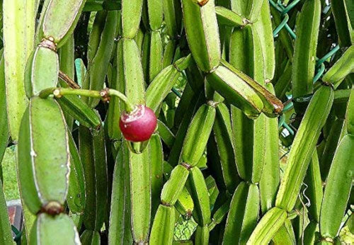 51Rd0TiPRRL. AC UF1000,1000 QL80 .jpg