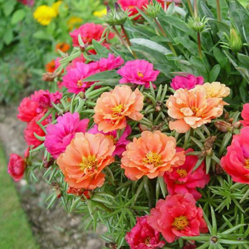 01 100 Mixed UK Moss Rose Seeds Portulaca Grandiflora Grow Coloured Garden Flowers COLOUR 1 600x600.jpg