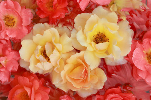 Summer macro yellow orange pink roses. Blooming flower. Top view. Floral background.  Yellow coral r.jpg