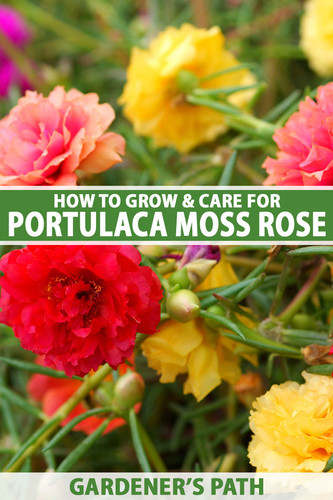04 How to Grow Portulaca Moss Rose Pin copy jpg.jpg