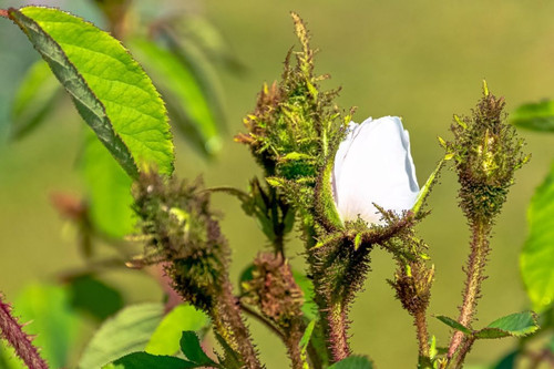 04 moosrose 1024x683 jpg.jpg