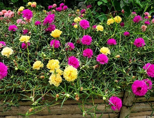 Moss Rose Portulaca %E2%80%98Grandiflora Mix 1.jpg