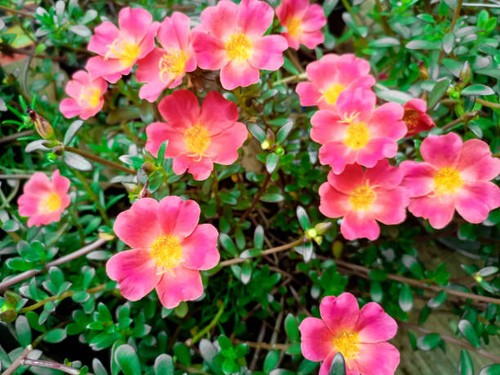 Colorful flowers of hogweed or Portulaca also known as moss rose..jpg