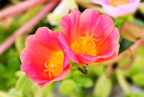 Close up Common Purslane, Verdolaga, Pigweed, Little Hogweed or Pusley was shot in nature.jpg