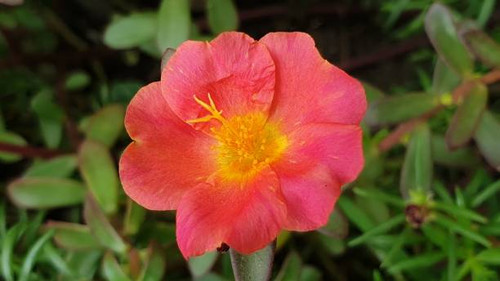 Close up shot of moss rose flower.jpg
