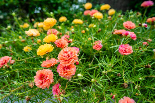 A closeup shot of beautiful Portulaca grandiflora flowers growing in a garden.jpg