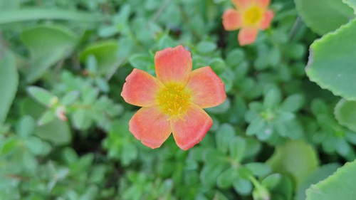 Close-up shot of a Portulaca umbraticola or wingpod purslane flower a succulent annual or short-live.jpg