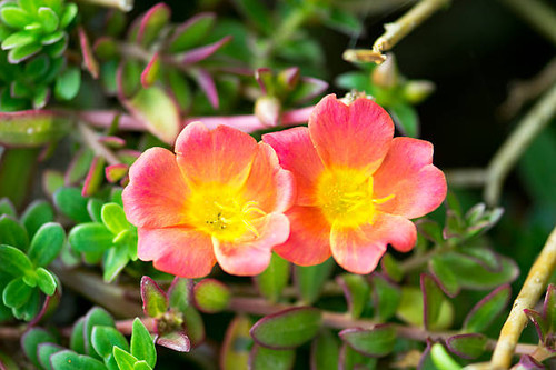 Common Purslane, Verdolaga, Pigweed, Little Hogweed or Pusley flower.jpg