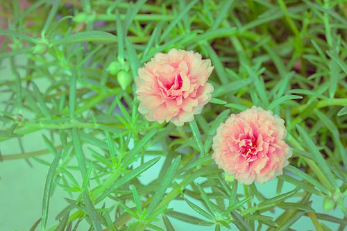 Colorful flowers of Portulaca oleracea that bloom in during the summer..jpg