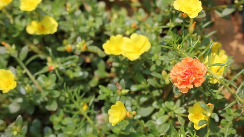 Common Purslane, Verdolaga, Pigweed, Little Hogweed or Pusley flower.jpg