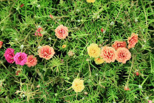 Colorful flowers with green leaf background..jpg
