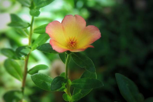 Portulaca grandiflora (common purslane) is a succulent flowering plant in the family Portulacaceae, .jpg