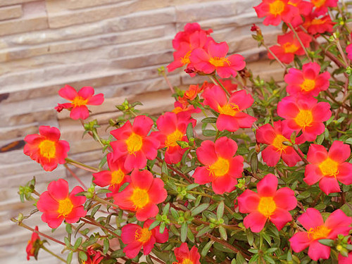 Common purslane flower.jpg
