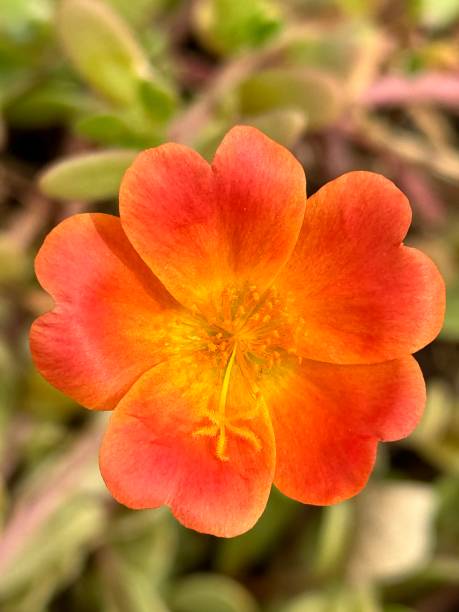 An orange flower hang on the branch. Shoot on iPhone..jpg