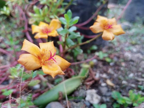 Beautiful blooming portulaca flower in a garden..jpg