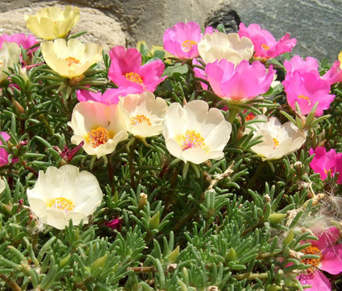 07 Moss Rose Mix Seeds Portulaca Grandiflora 01286 1564797119 jpg.jpg