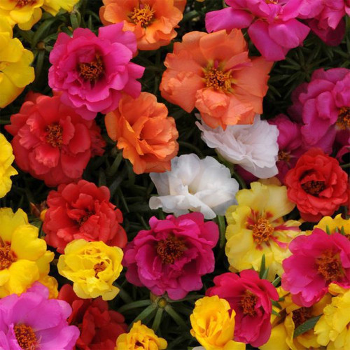 07 100 Mixed UK Moss Rose Seeds Portulaca Grandiflora Grow Coloured Garden Flowers MAIN 1 600x600 jp.jpg