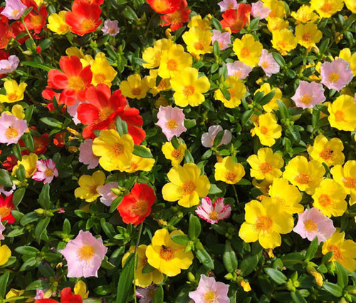 08 Moss Rose Mix Seeds Portulaca Grandiflora 2 51633 1564797115 jpg.jpg