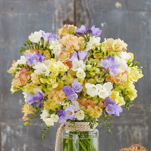 10 freesia pastel mix vis 1 jpg.jpg
