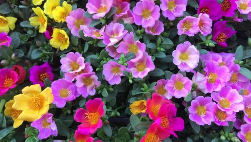 10 Portulaca 920x518 jpg.jpg