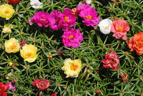 11 rainbow flowers colorful mix portulaca full bloom 42940424 jpg.jpg