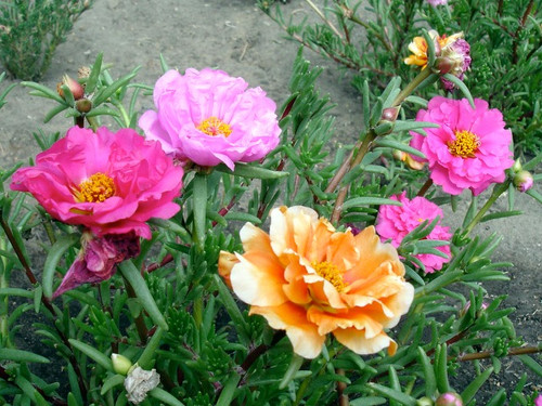 24 Moss rose 2.jpg