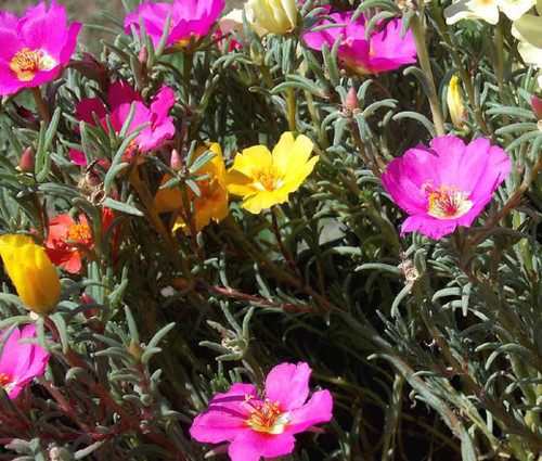 27 Moss Rose Mix Seeds Portulaca Grandiflora 3 72909 1575140994 jpg.jpg