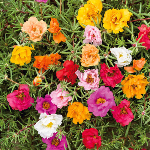 31 moss rose double mix ndp 1 533x jpg.jpg