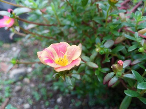 Beautiful blooming portulaca flowers in a garden..jpg