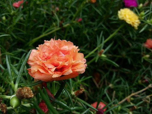 Beautiful FlowerBeautiful Flower, Naturally beautiful flowers in the gardenBeautiful Flower, Natural.jpg