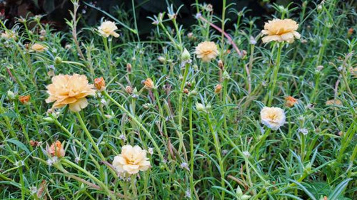 Beautiful orange flower in the garden called Common Purslane, Verdolaga, Pigweed, Little Hogweed, Po.jpg