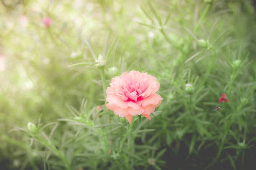 Pink pussley flower. Beauty of pussley flower or Moss Rose under natural light in the morning.(vinta.jpg