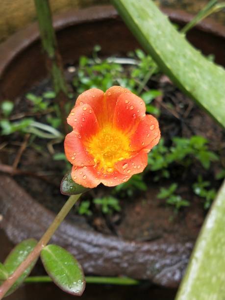 Beautiful Orange flower captured at the the portrait.jpg
