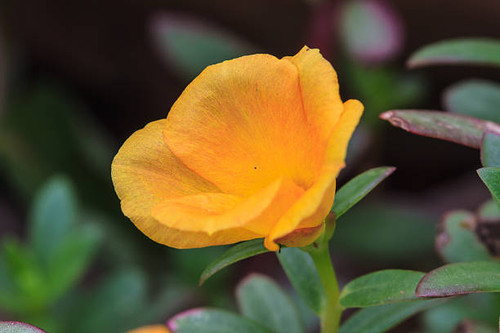 beautiful wild flower in forest, nature background.jpg