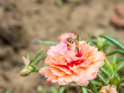 bee on the Common Purslane flower.jpg