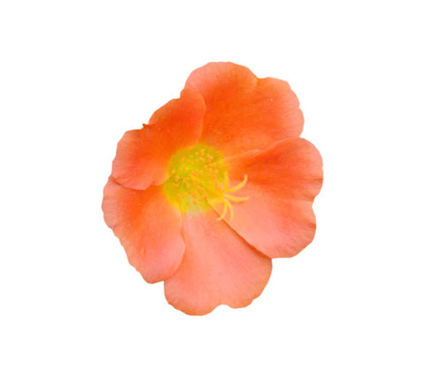 Beautiful white portulaca oleracea flower head.jpg