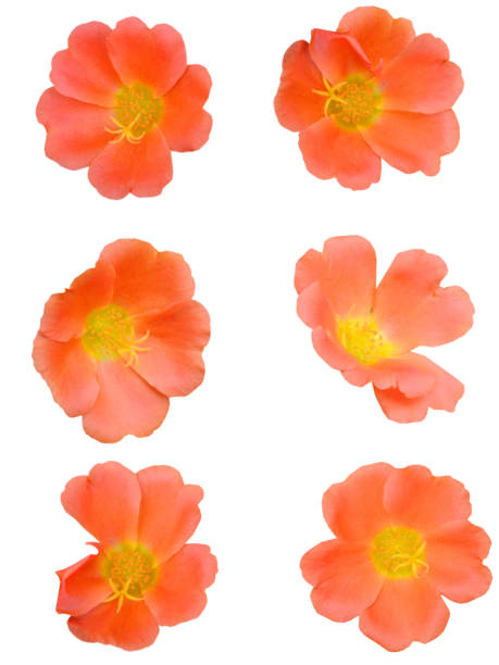 Beautiful white portulaca oleracea flowers collage.jpg