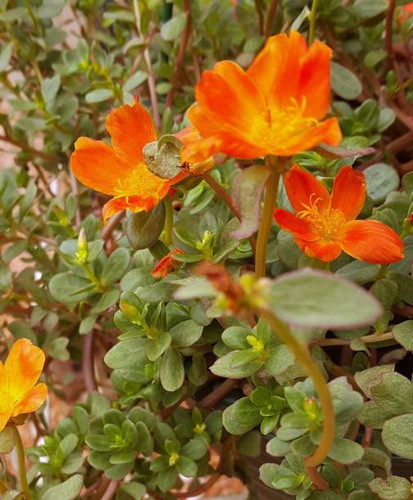 Portulaca, orange flowers of Sun Jewels plant..jpg