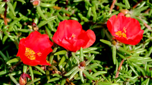 Beautiful red small summer flowers video sketching close-up shot on a bright sunny day.jpg